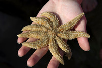 Starfish in hand