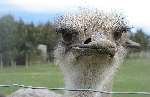 Ostrich farm 2