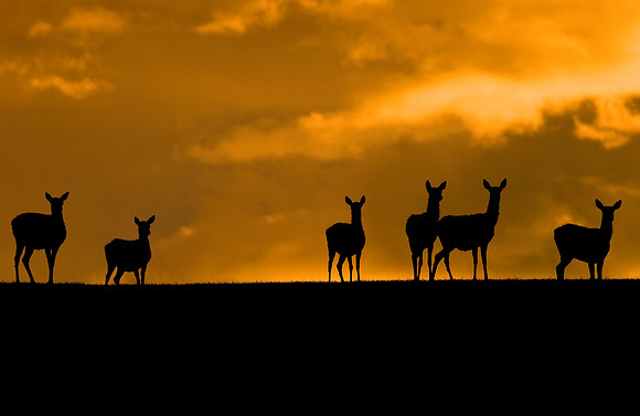 Red Deer 7