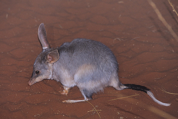 Greater Bilby 1