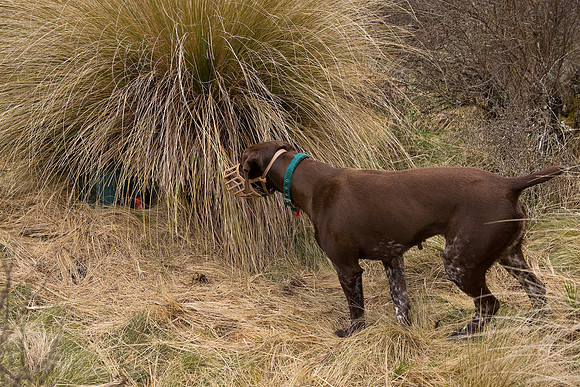 Specially trained bird dog indicating a takahe nest in the Murch