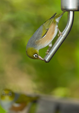 Silvereye on nectar feeder 2
