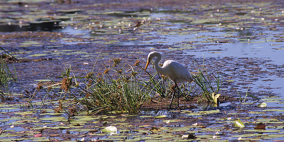 Eastern Great Egret 2