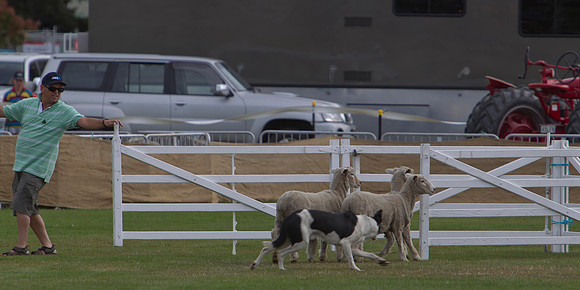 Dog trials 5