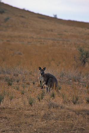Eastern Grey Kangaroo 4