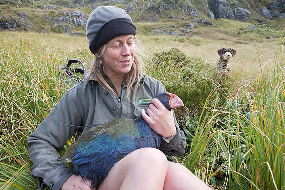 Adult takahe in hand 1