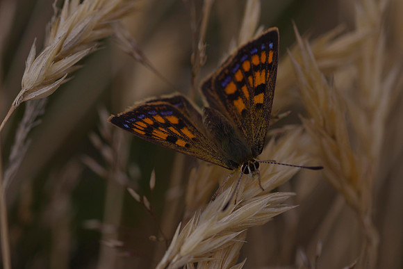 Butterfly on grass seed head 1