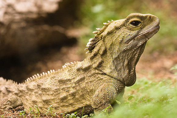 Tuatara 1