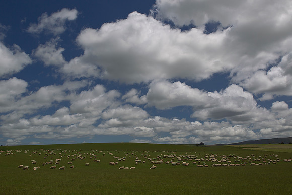 Sheep farming on the Southland Plains 2