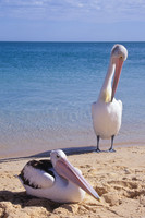Australian Pelican 2