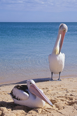 Australian Pelican 2