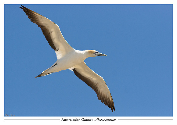 Australasian Gannet