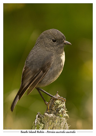South Island Robin