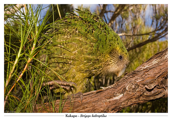 Kakapo