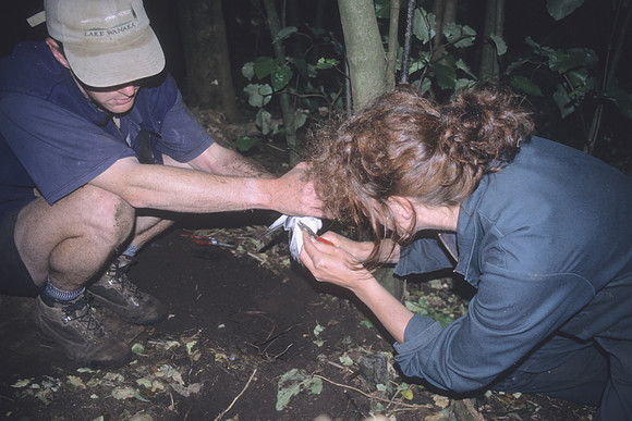 Leg-banding Chatham Petrel