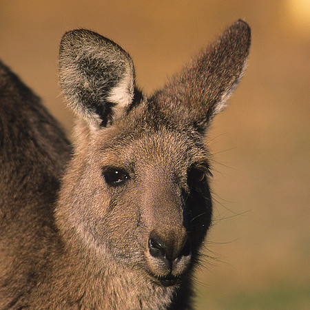 Eastern Grey Kangaroo 1