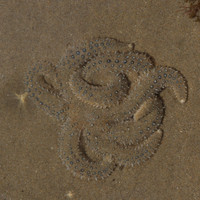 Starfish on sandy bottom