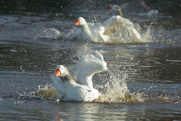 Chinese domestic geese 8