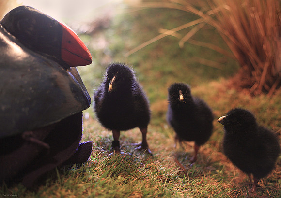 Takahe chicks in the takahe reaing unit at Burwood Bush, Southla