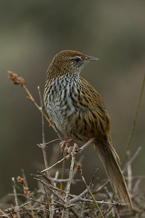 Fernbird 10