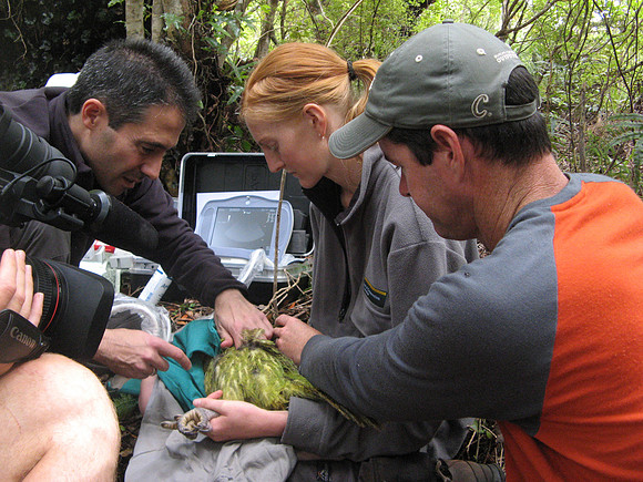 Kakapo conservation efforts, Codfish Island