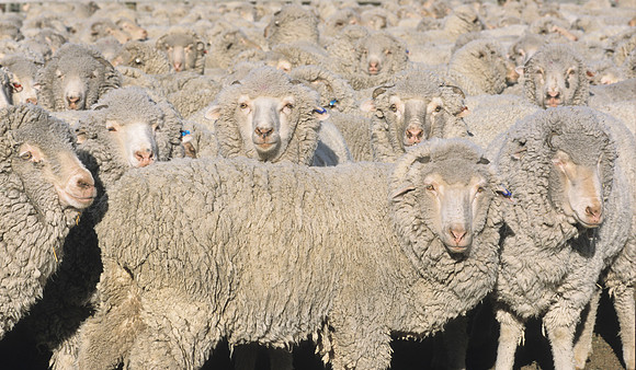 Merinos in the yards