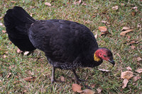 Brush-turkey 1