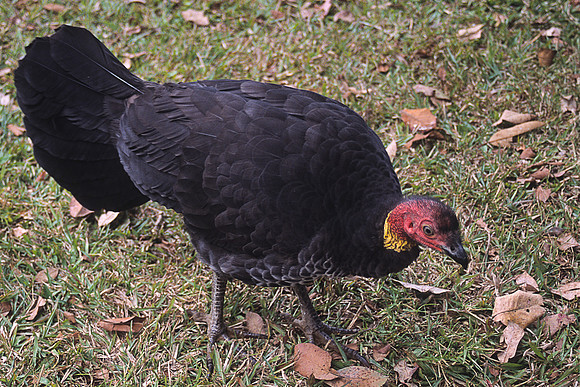 Brush-turkey 1