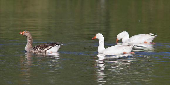 Chinese domestic geese 1