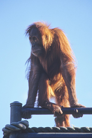 Sumatran Orangutan 1