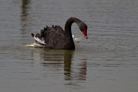 Black swan 4