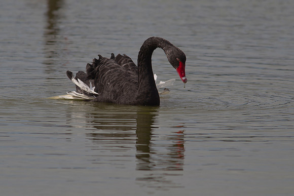 Black swan 4