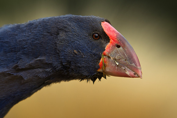 Takahe 38