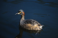 Australasian Grebe 1