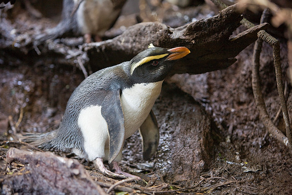Fiordland Crested Penguin 3