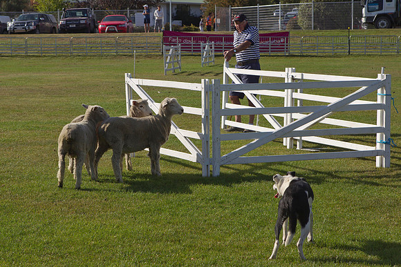 Dog trials 1