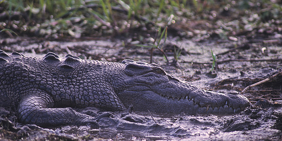 Saltwater Crocodile 5