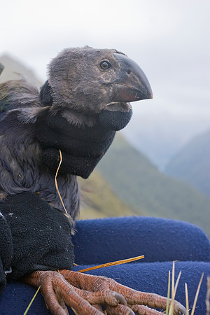 Conservation worker holding a juvenile takahe (to be banded), Fi