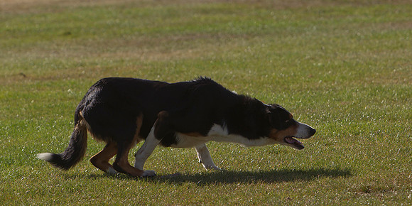Dog trials 6