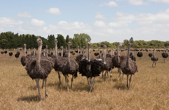 Ostrich farm 1