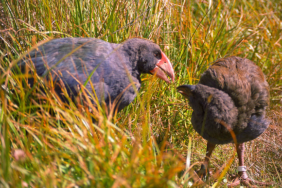 Takahe & Juvenile scan