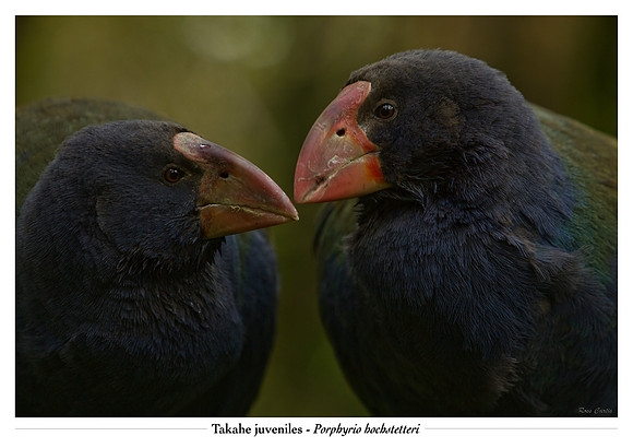 Takahe