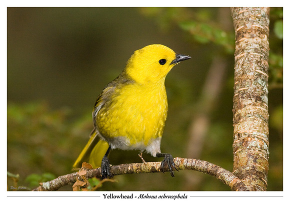 Yellowhead