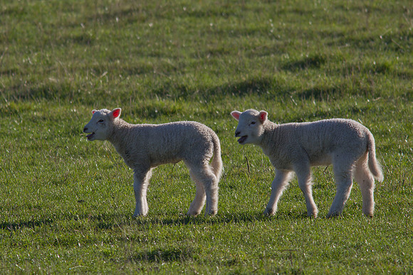 Twin lambs 1