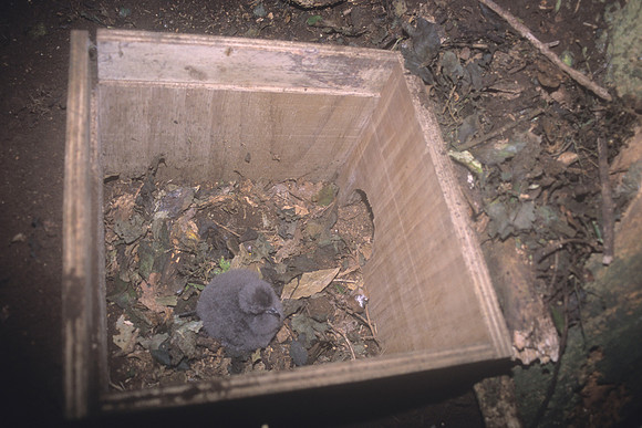 Chatham Petrel operation 6