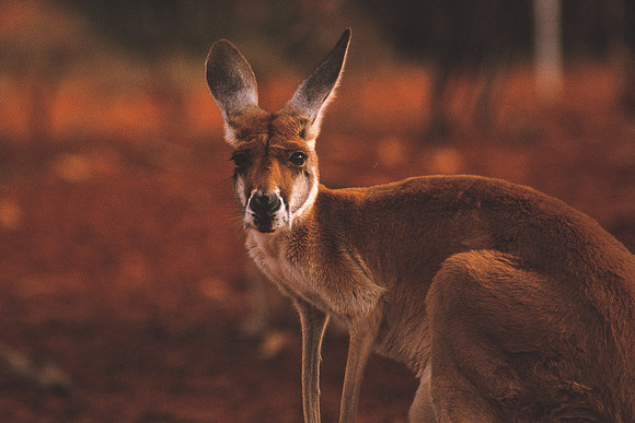 Red Kangaroo 2