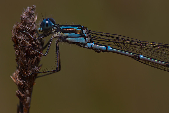 Blue Damselfly 7