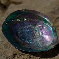 Paua shell 1