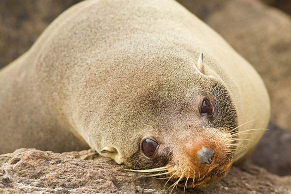 Fur seal mum 3