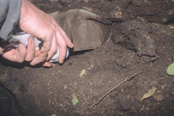 Chatham Petrel operation 8